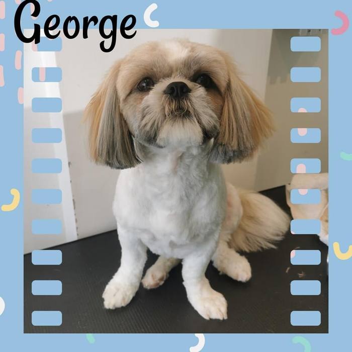 George looking dapper after a fresh groom