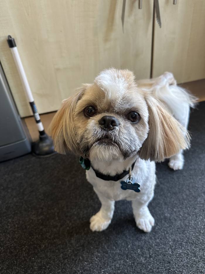 George freshly groomed