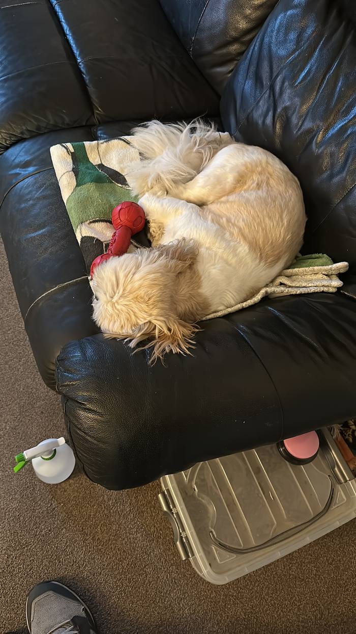 George curled up with a red toy